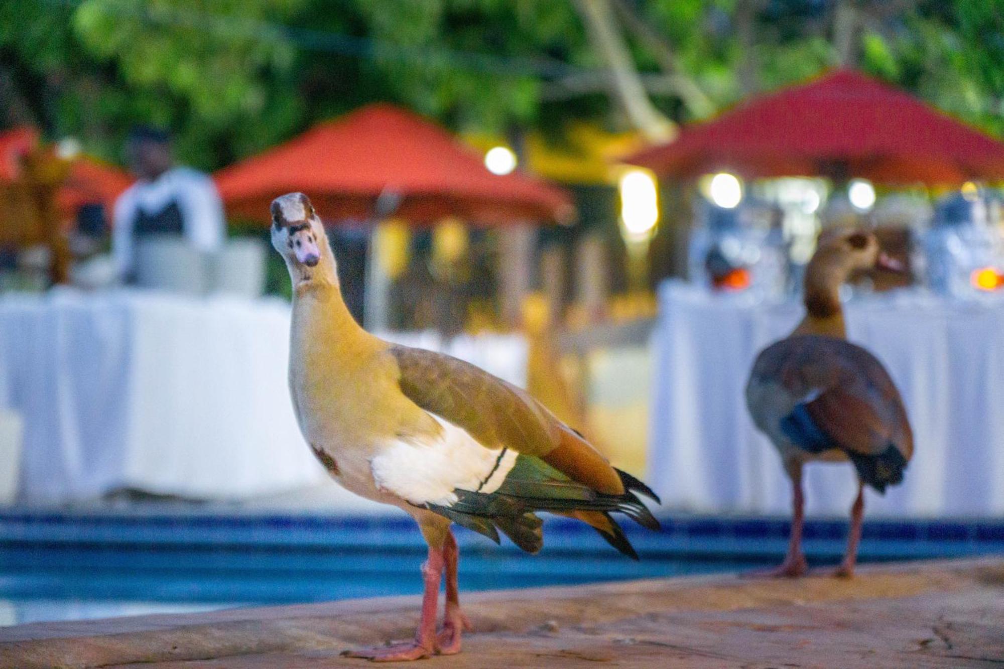 Lukenya Getaway Hotel Athi River Luaran gambar