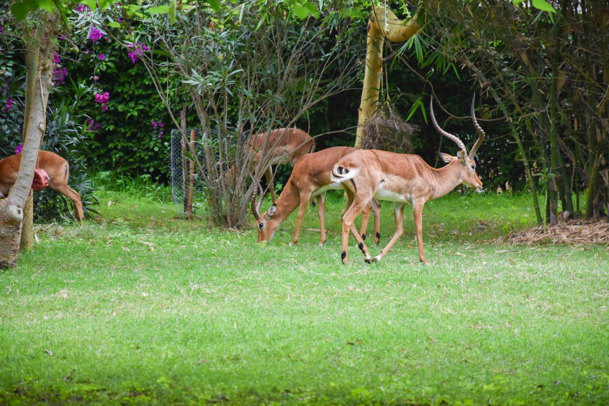 Lukenya Getaway Hotel Athi River Luaran gambar