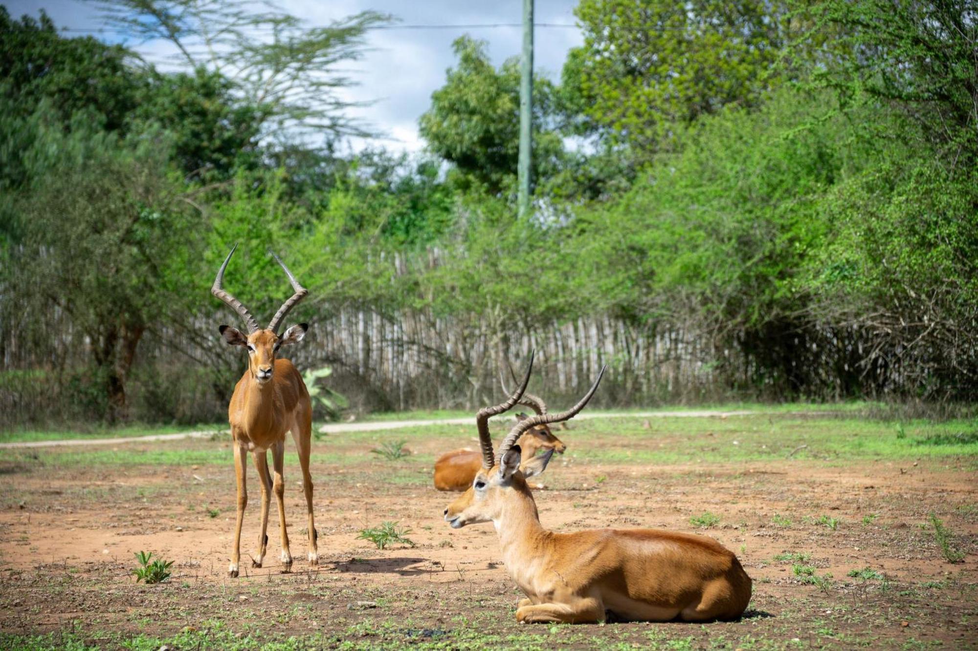 Lukenya Getaway Hotel Athi River Luaran gambar