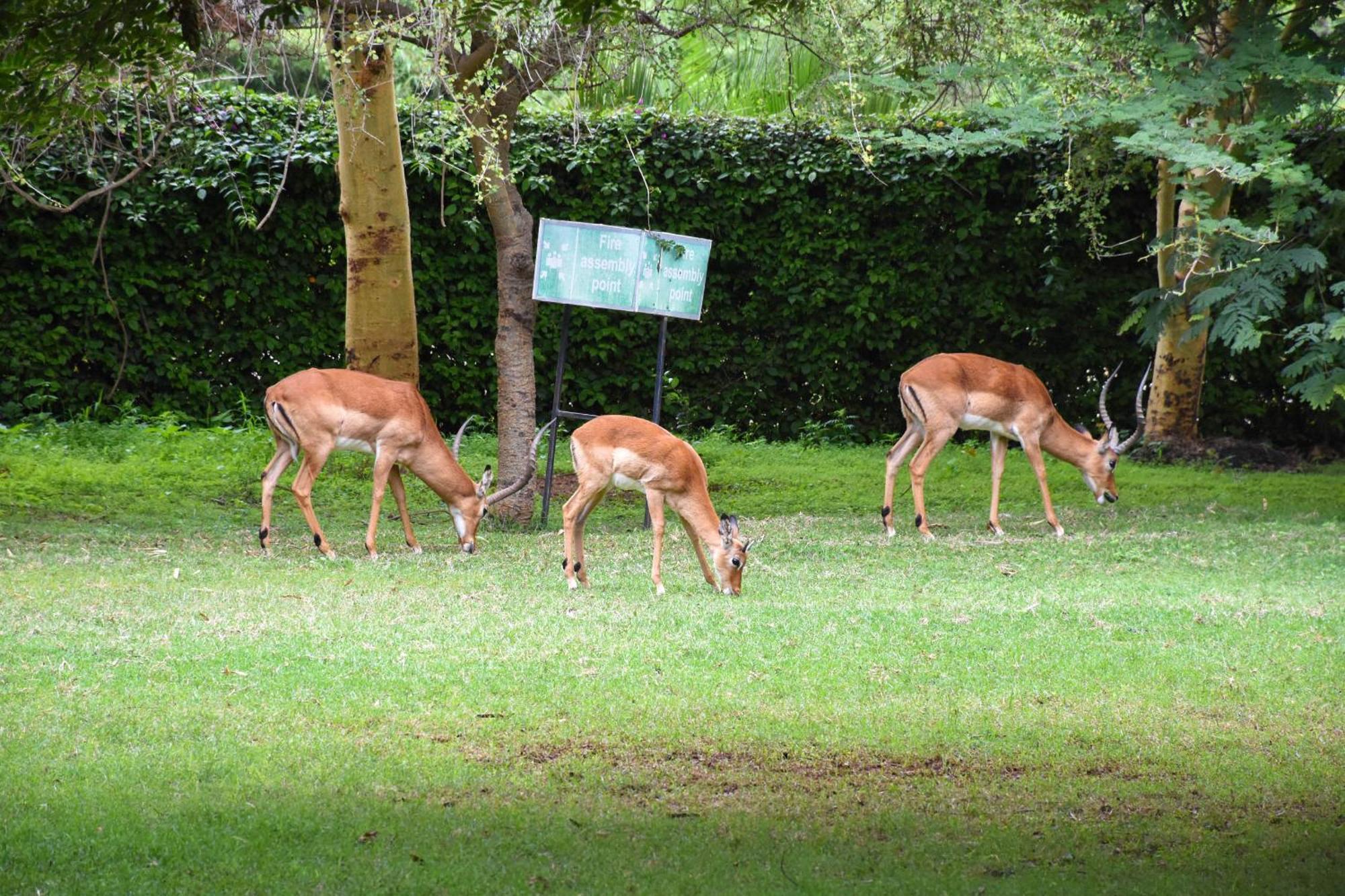 Lukenya Getaway Hotel Athi River Luaran gambar